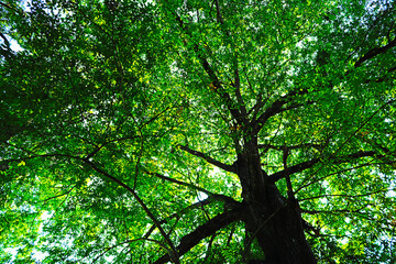 tree in the forest
