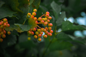 maturing viburnum berries on a background of green leaves