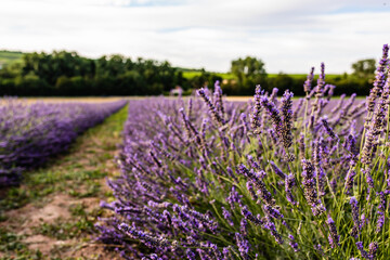 field of lavender