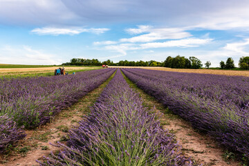 lavender field in germany
