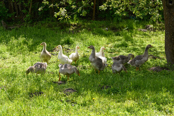small goslings graze on the green grass under a tree