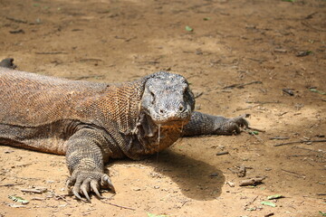 2017年2月コモド島で撮影したコモドドラゴン