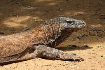 2017年2月コモド島で撮影したコモドドラゴン