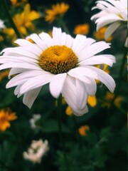 Fototapeta premium daisies in a garden