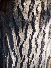The beautiful  bark texture
