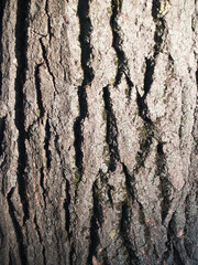 The beautiful  bark with green moss