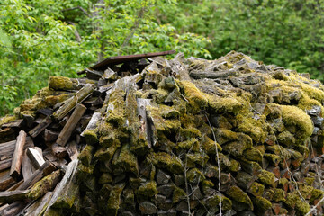 Fototapeta na wymiar old wood for heating covered with green moss