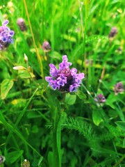 purple flowers in the garden