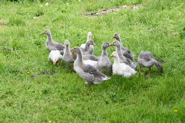 small goslings graze on the green grass