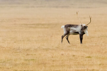 The reindeer native to Arctic, tundra, boreal, and mountainous regions