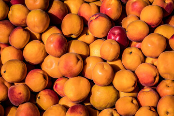 Natural, organic grown apricots at a local farm