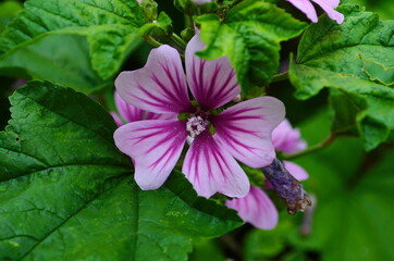 Malva Sylvestris Zebrina or Zebra Hollyhock is vigorous plant with showy flowers of bright mauve-purple with dark veins.