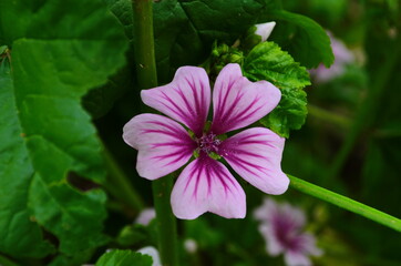 Obraz premium Malva Sylvestris Zebrina or Zebra Hollyhock is vigorous plant with showy flowers of bright mauve-purple with dark veins.