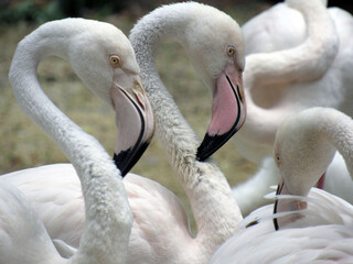 Pink flamingos in the wild. Close-up.