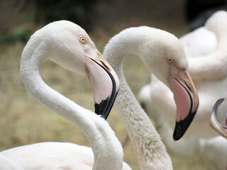 Obraz premium Pink flamingos in the wild. Close-up.