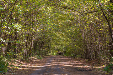 Low angle view of a road in the middle of a forest Trees forming a tunnel over a road in autumn. Ukraine