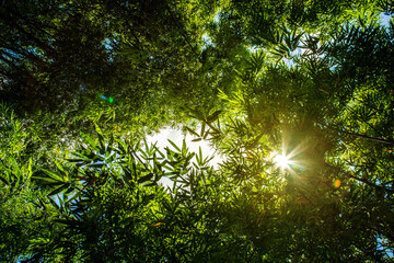 Fototapeta na wymiar Bamboo forest and the morning sunlight.