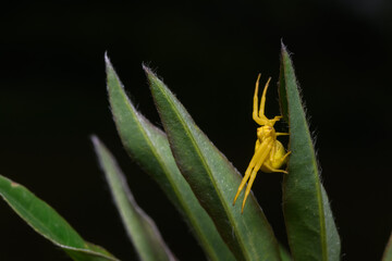 Goldenrod crab spider (Misumena vatia) on stem of golden rod plant. The yellow color matches that of flowers. Eight eyes and 6 of 8 legs visible.