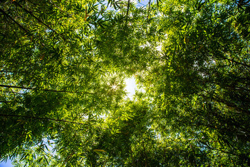 Bamboo forest and the morning sunlight.