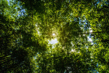 Fototapeta premium Bamboo forest and the morning sunlight.