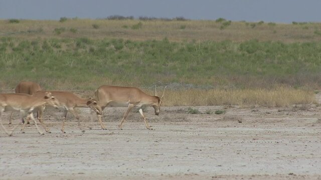 Kalmykia, nature reserve. A herd of saigas on a dry salt lake.