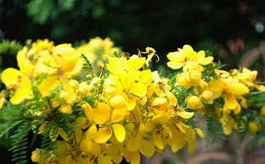 yellow flowers in spring