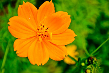 orange flower on green background