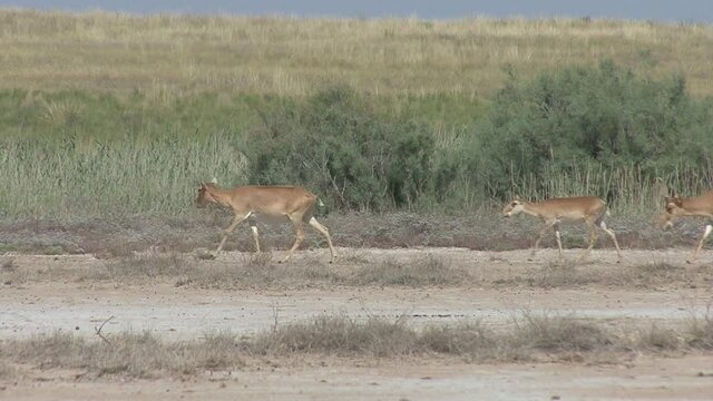Kalmykia, nature reserve. A herd of saigas on a dry salt lake.