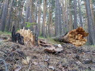 The tree trunk lies broken in the forest