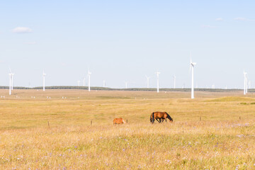 wind turbine, or wind energy converter, converts the wind's kinetic energy into electrical energy...