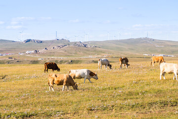 wind turbine, or wind energy converter, converts the wind's kinetic energy into electrical energy in Huanghuagou Huitengxile near Hohhot, Inner Mongolia, China, with horse, clouds and blue sky