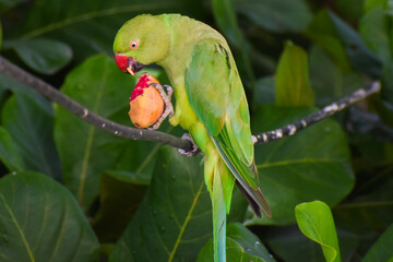 The Indian Ringed neck parrot