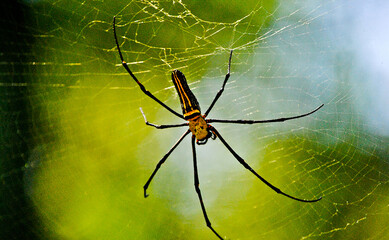 spider on the web