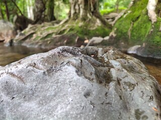 lizard on the rock