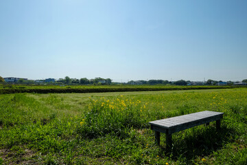 加東市の菜の花畑のベンチ