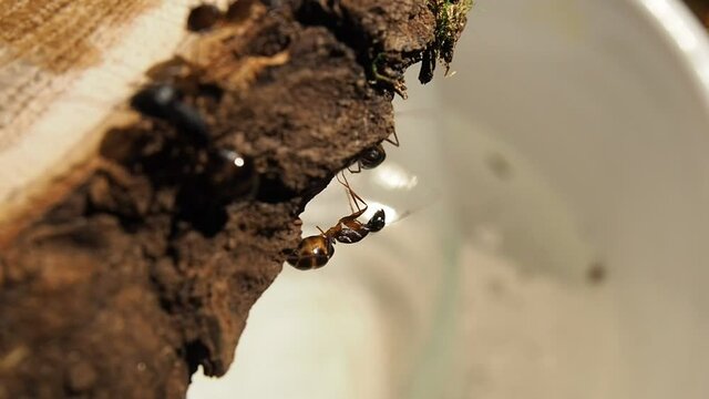 Ant action standing.Ant bridge unity team
