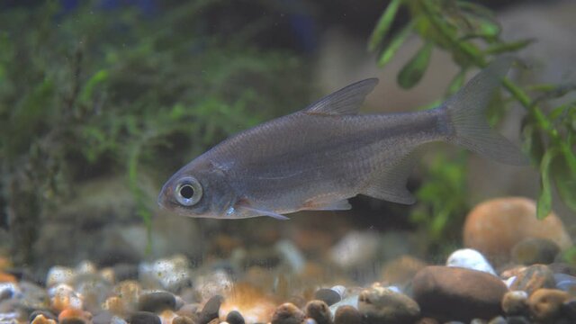 Young bream swims in the aquarium. Freshwater river fish in an aquarium. Selective focus