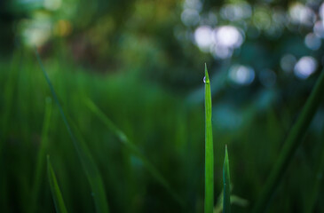 A blade of paddy plant with a glistering dew on its tip on soft green defocused background.