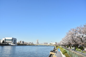 東京 隅田川 桜