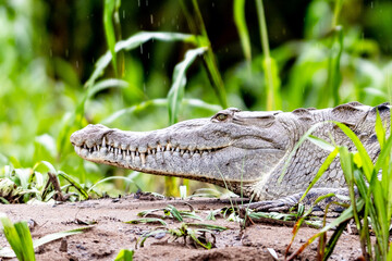 A crocodile lies with open eyes on a river bank in Costa Rica with its head up. The impressive mouth with all the teeth is seen from the side.