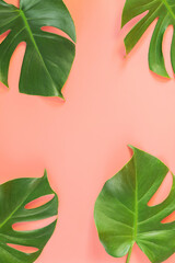 Fototapeta na wymiar Monstera leafs lay on pink background. Summer background concept.