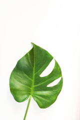 Monstera leafs lay on white background. Summer background concept.