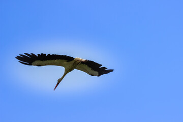 Obraz premium stork flies in the sky