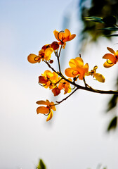 autumn background with leaves