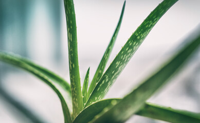 Fototapeta premium Aloe Vera natural skin care healthy remedy green tropical plant indoors home lifestyle. Closeup of textures on leaves.