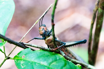 Grashopper Tropidacris collaris