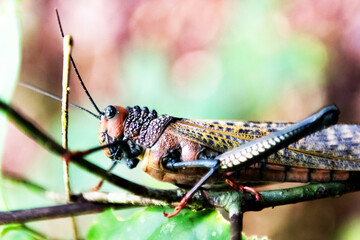 Grashopper Tropidacris collaris close up