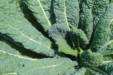 Close up of vegetable called black kale or Lacinato kale
