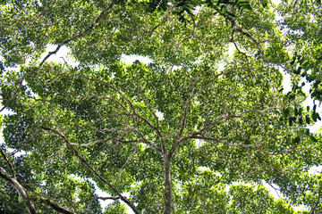 Treetops leaf pattern