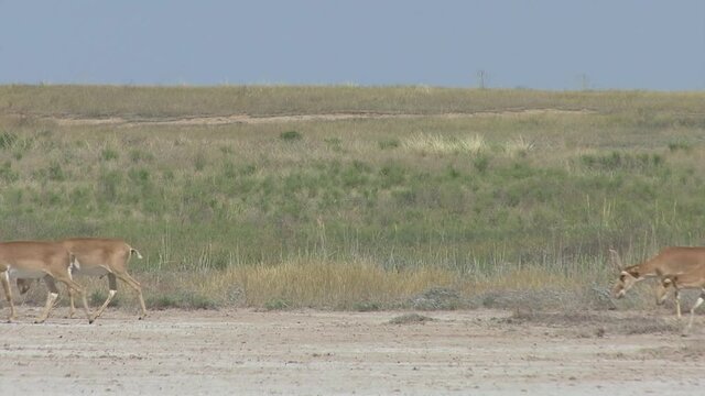Kalmykia, nature reserve. A herd of saigas on a dry salt lake.